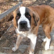 Photo de Saint-bernard poil long