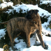 Photo de Bullmastiff