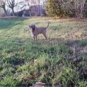 Photo de Border terrier