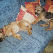 Photo de Border terrier