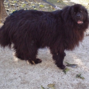 Photo de Chien de terre-neuve