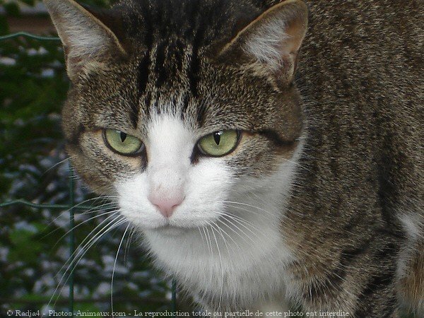 Photo de Chat domestique