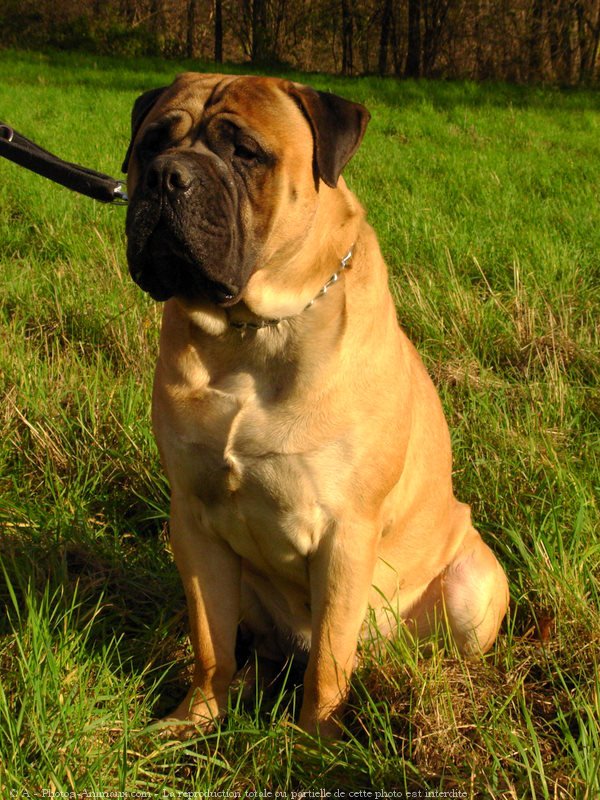 Photo de Bullmastiff