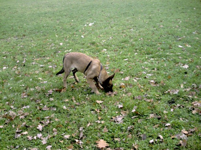 Photo de Berger belge malinois