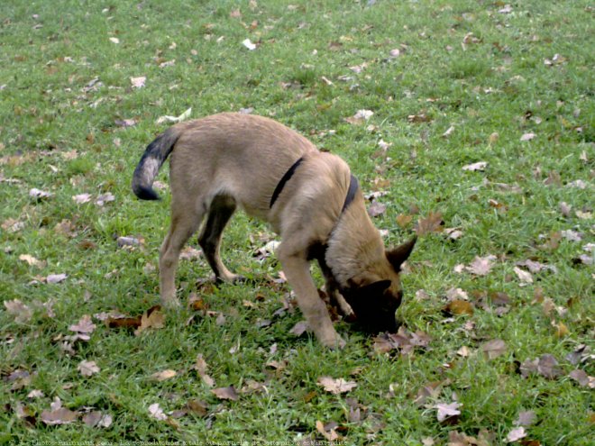 Photo de Berger belge malinois