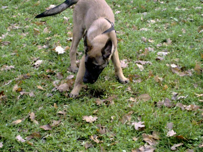 Photo de Berger belge malinois