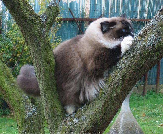 Photo de Ragdoll