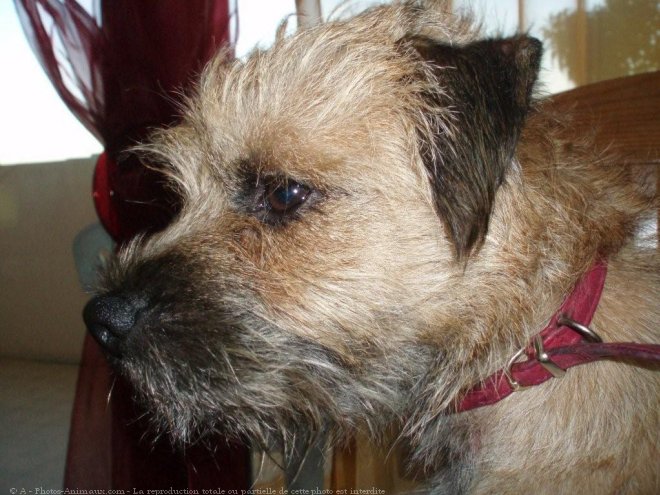 Photo de Border terrier