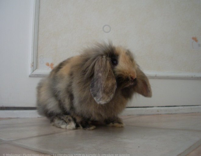 Photo de Lapin