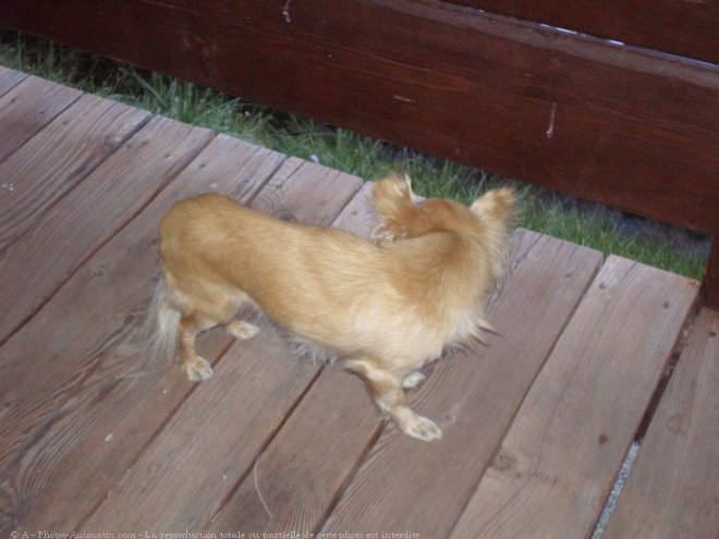 Photo de Chihuahua  poil long