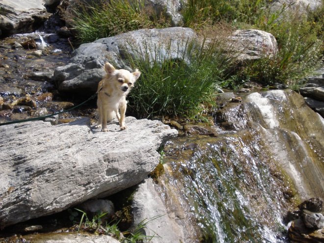 Photo de Chihuahua  poil long