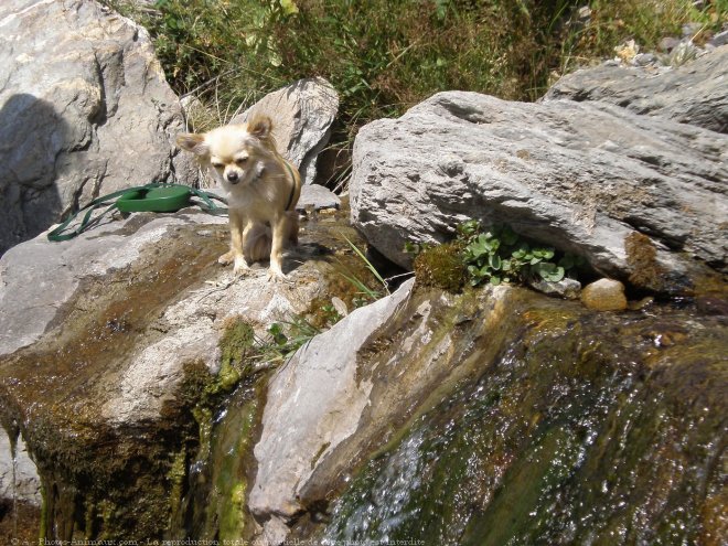 Photo de Chihuahua  poil long