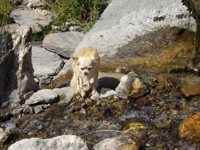 Photo de Chihuahua  poil long