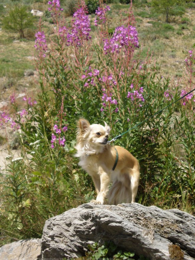 Photo de Chihuahua  poil long