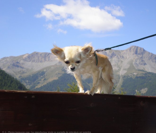 Photo de Chihuahua  poil long