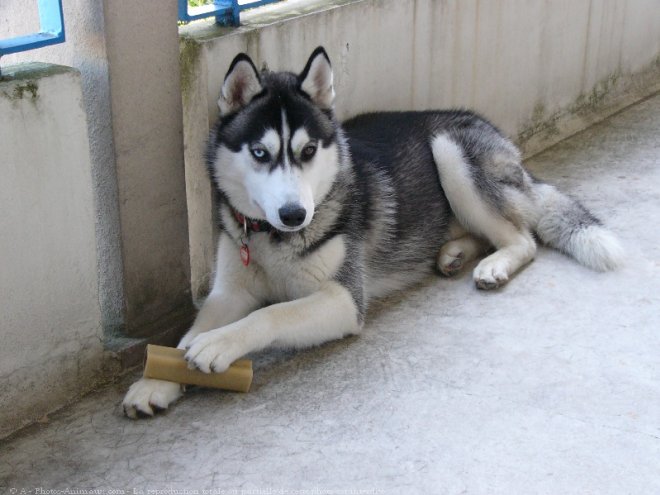 Photo de Husky siberien