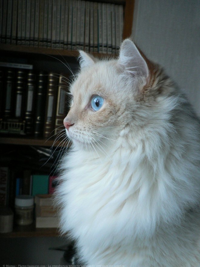 Photo de Ragdoll