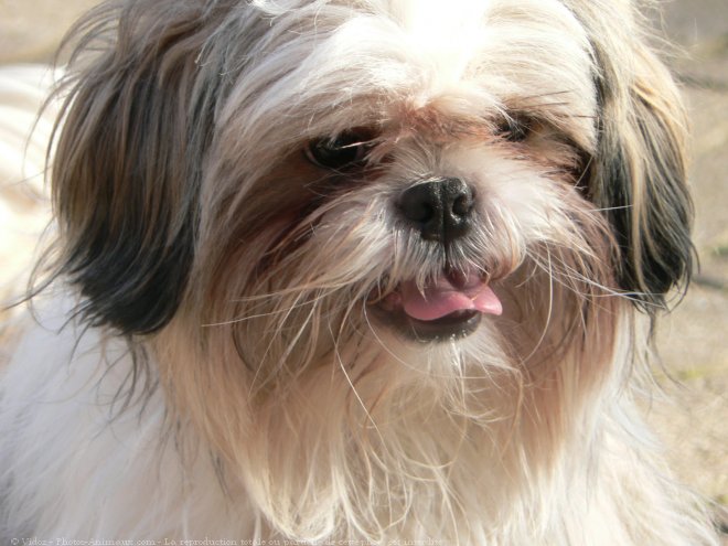 Photo de Shih tzu