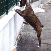 Photo de Boxer