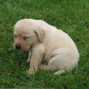 Photo de Labrador retriever