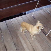 Photo de Chihuahua  poil long