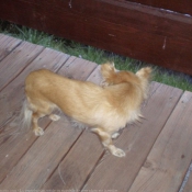 Photo de Chihuahua  poil long