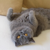 Photo de British shorthair