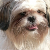 Photo de Shih tzu