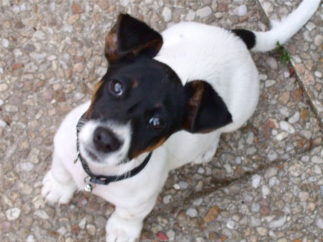 Photo de Jack russell terrier