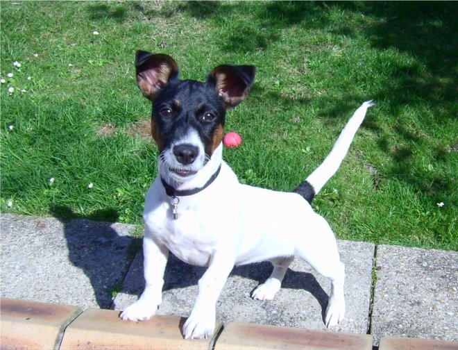 Photo de Jack russell terrier