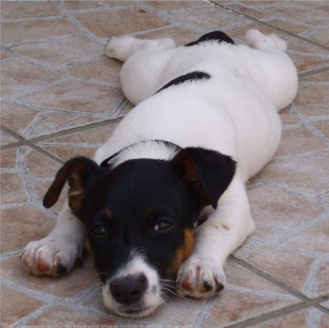 Photo de Jack russell terrier