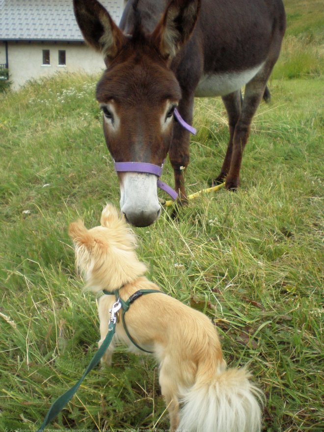 Photo de Chihuahua  poil long