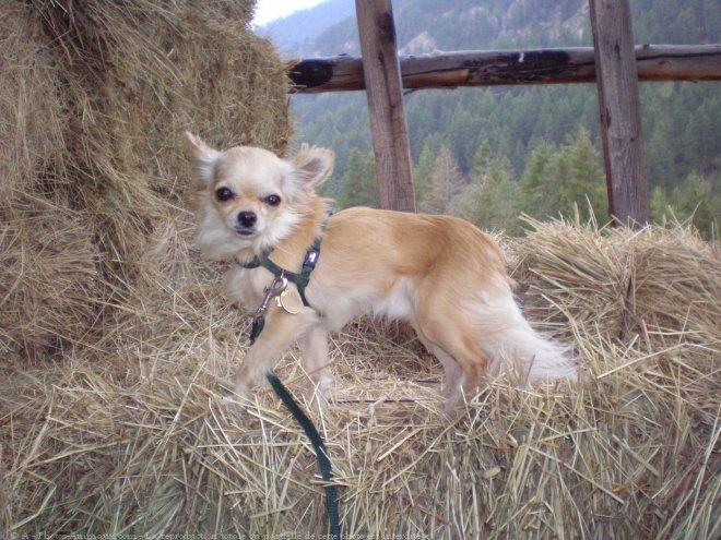 Photo de Chihuahua  poil long