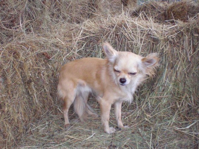 Photo de Chihuahua  poil long