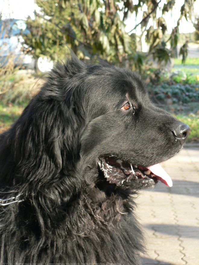 Photo de Chien de terre-neuve