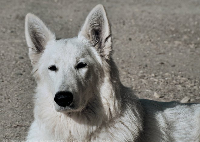 Photo de Berger blanc suisse