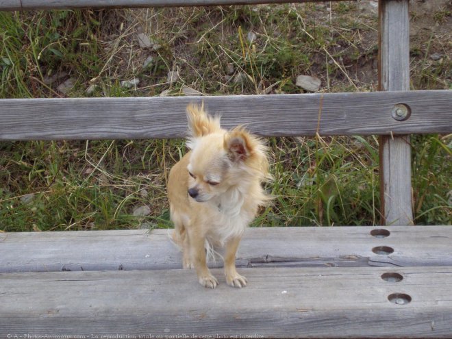 Photo de Chihuahua  poil long