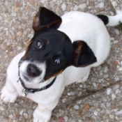 Photo de Jack russell terrier