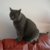 Photo de Chartreux