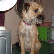 Photo de Border terrier