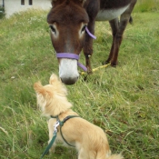 Photo de Chihuahua  poil long