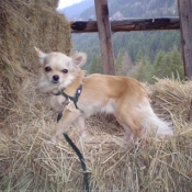 Photo de Chihuahua  poil long