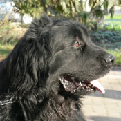 Photo de Chien de terre-neuve