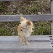 Photo de Chihuahua  poil long