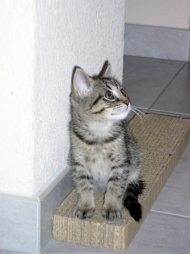 Photo de Chat domestique