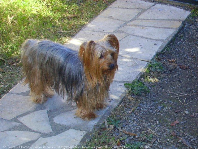 Photo de Yorkshire terrier