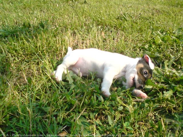 Photo de Jack russell terrier