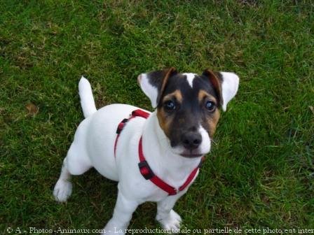 Photo de Jack russell terrier