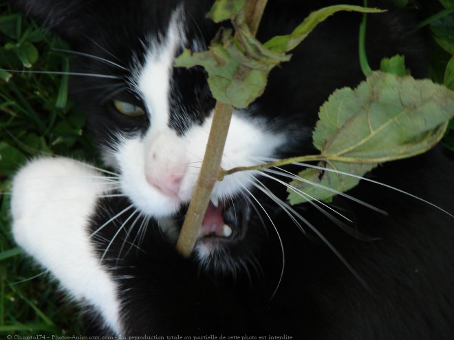 Photo de Chat domestique