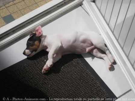 Photo de Jack russell terrier